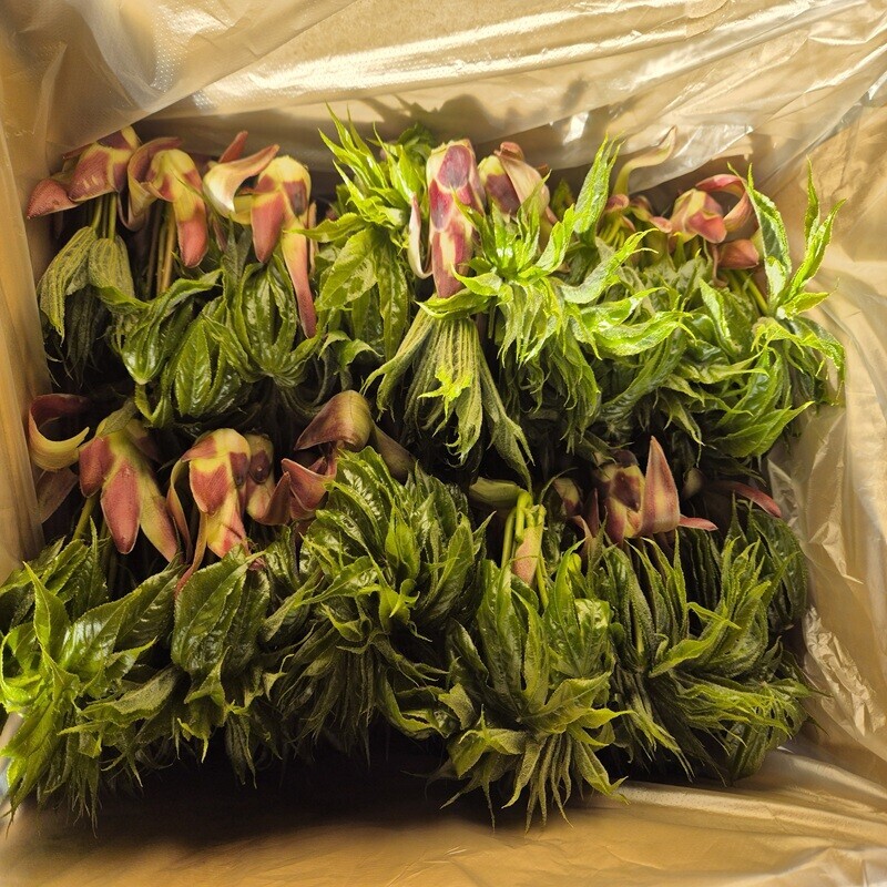 강원더몰,태백 엄나무(두릅) 장아찌(500g) / Pickled Taebaek Fatsia Sprout(500g)